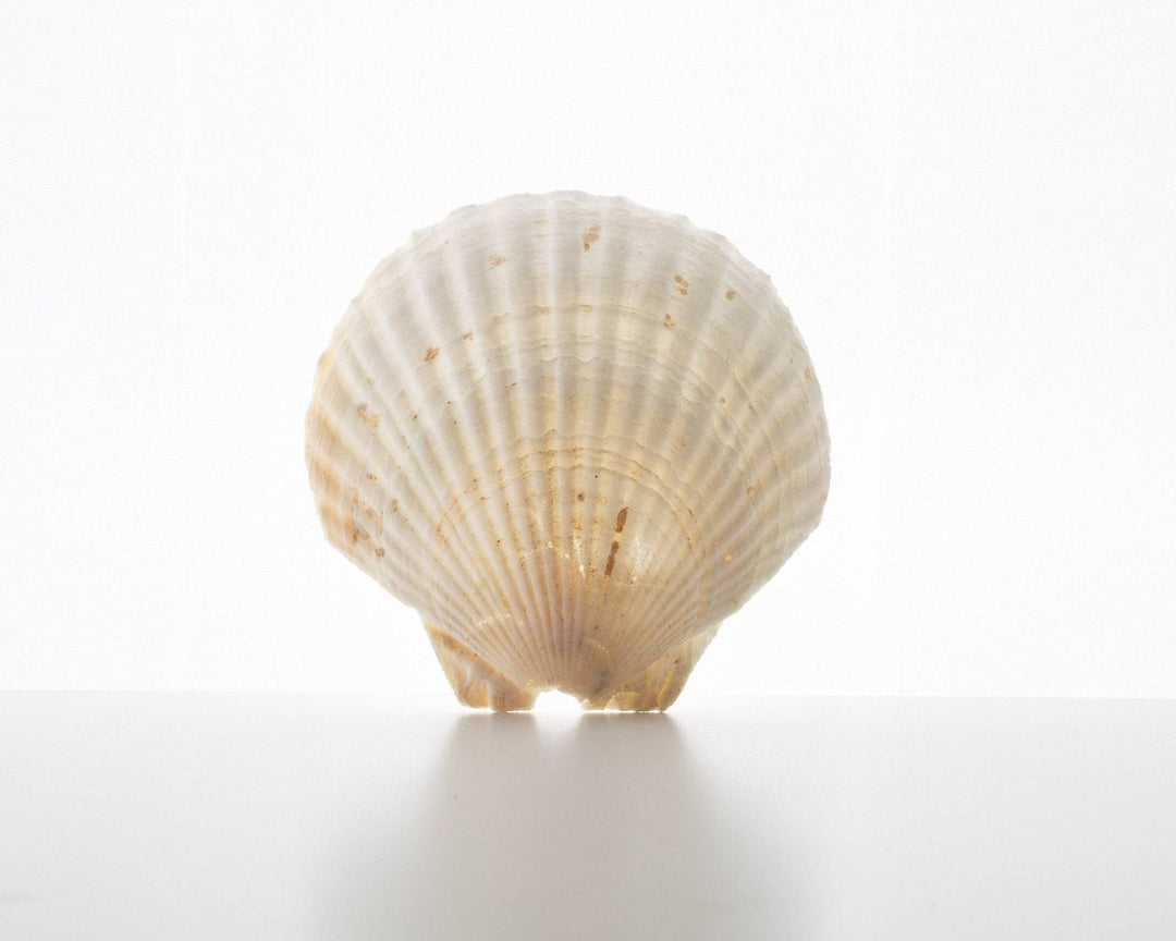 Shell Prop - Content Props
