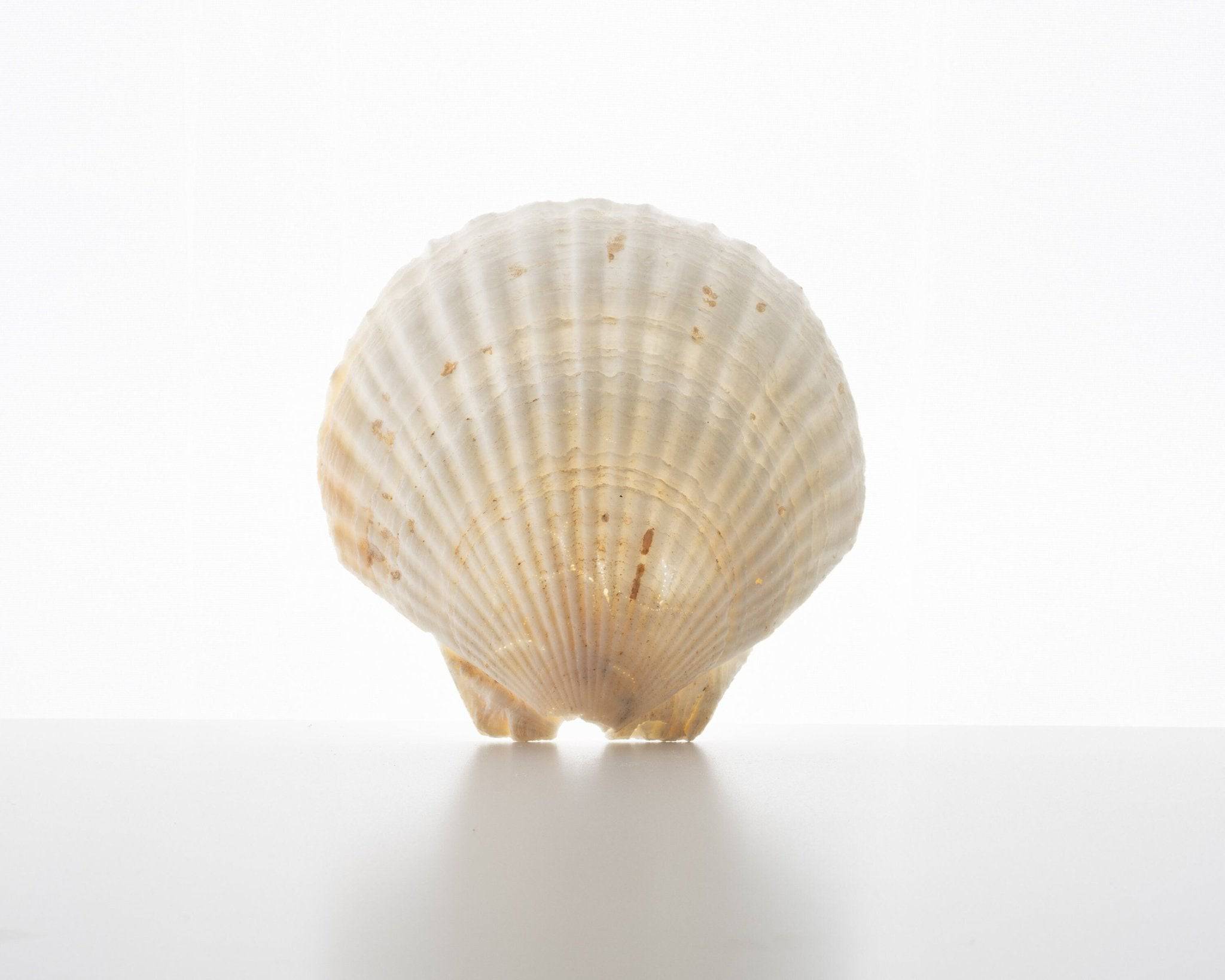 Shell Prop - Content Props